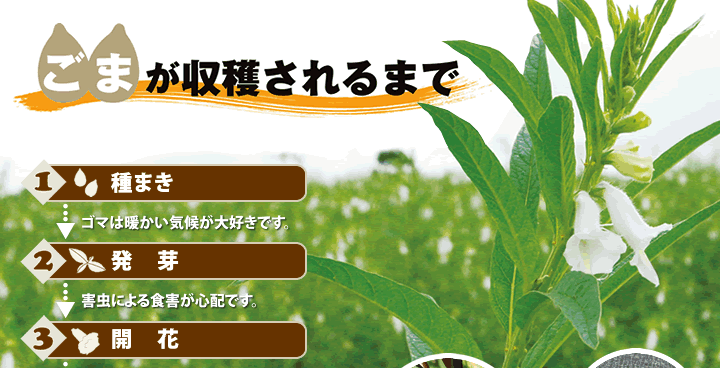 ゴマへのこだわり