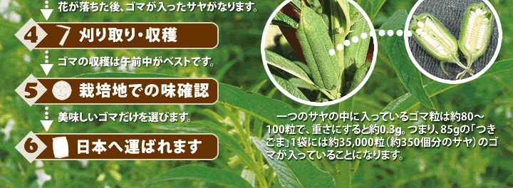 ゴマへのこだわり