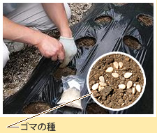 ゴマへのこだわり