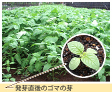 ゴマへのこだわり