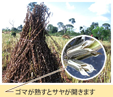 ゴマへのこだわり